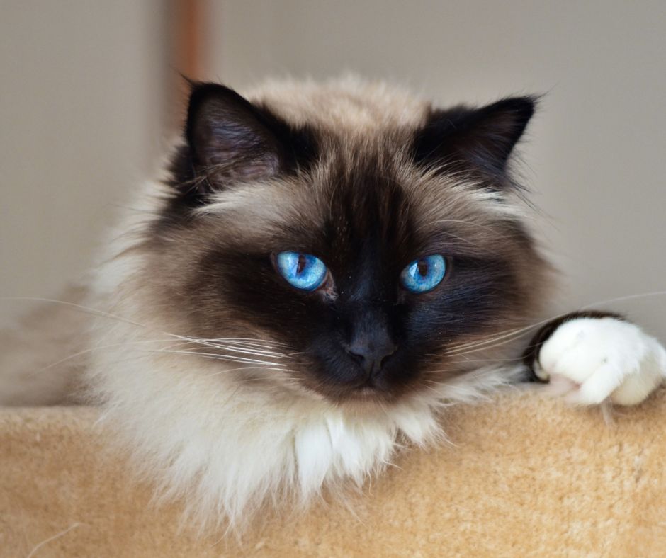 Chat